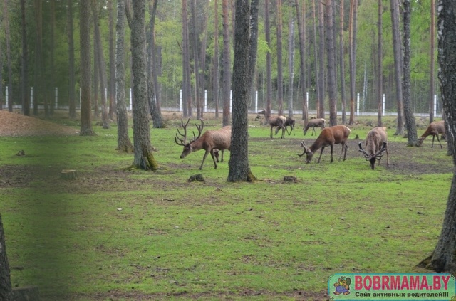 Беларусь_8