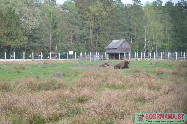 Беларусь_3
