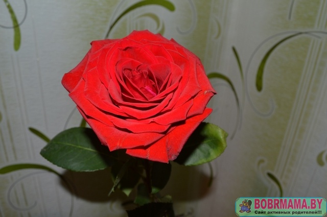 розочки