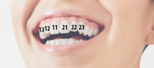 1 printcipy numeratcii zubov v stomatologii ALDECAstudio 300x133