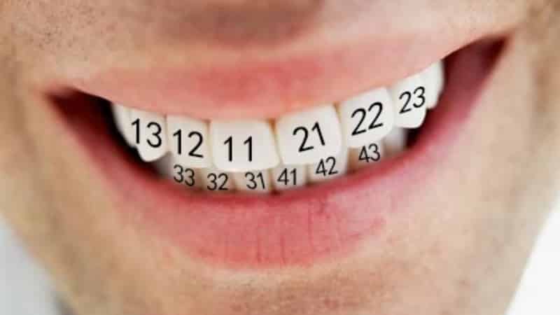 numeratsiya zubov u cheloveka skhema 1