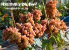 Саженцы винограда из питомника с доставкой