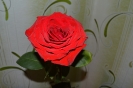 розочки