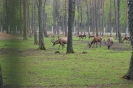 Беларусь_8