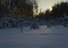 Лес зимой