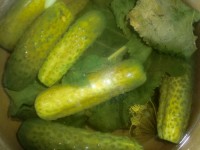 Огурцы маринованные в кастрюле