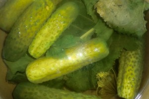 Огурцы маринованные в кастрюле